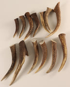 Geweih  Hornspitzen
