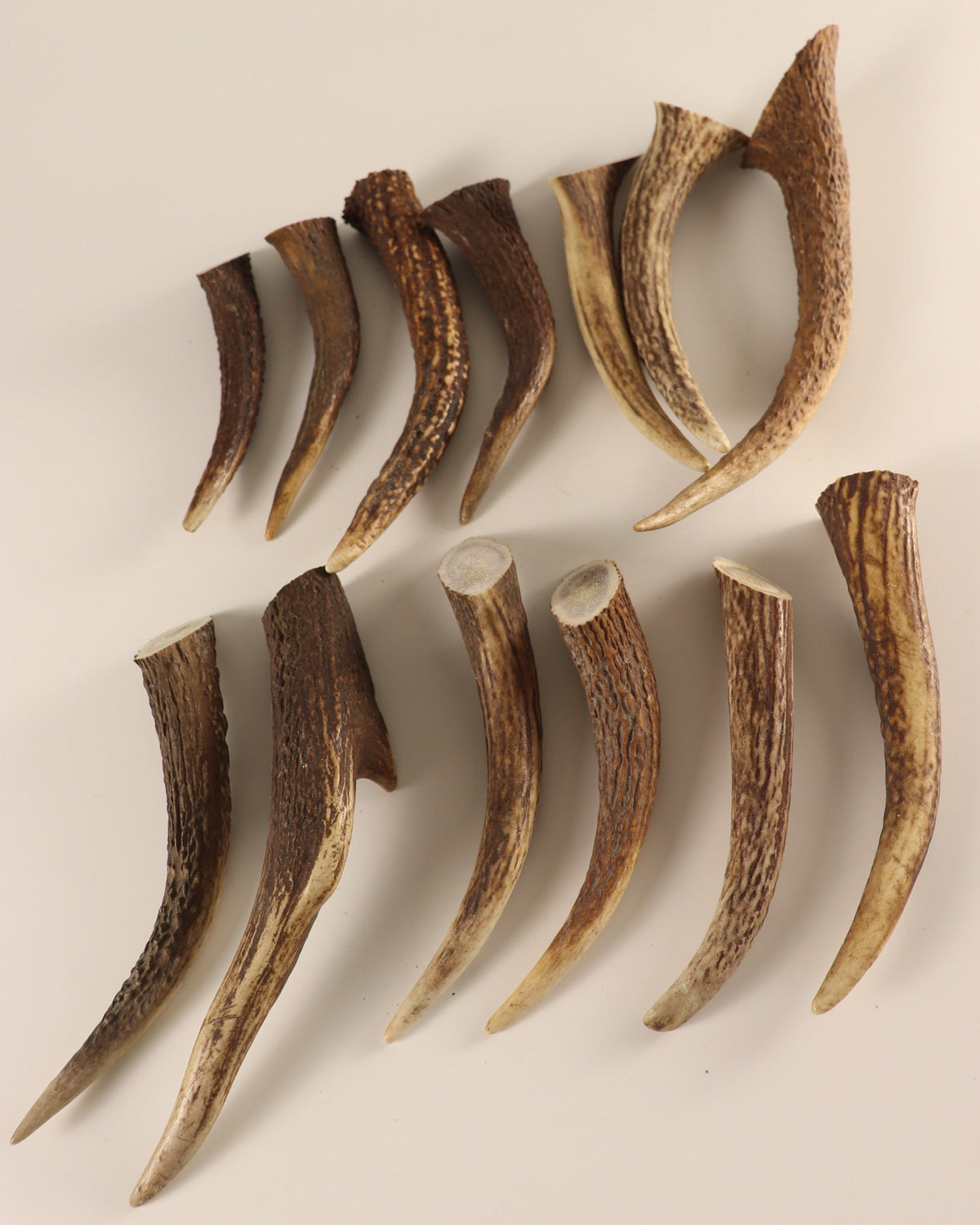 Geweih  Hornspitzen