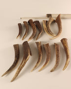 Geweih  Hornspitzen