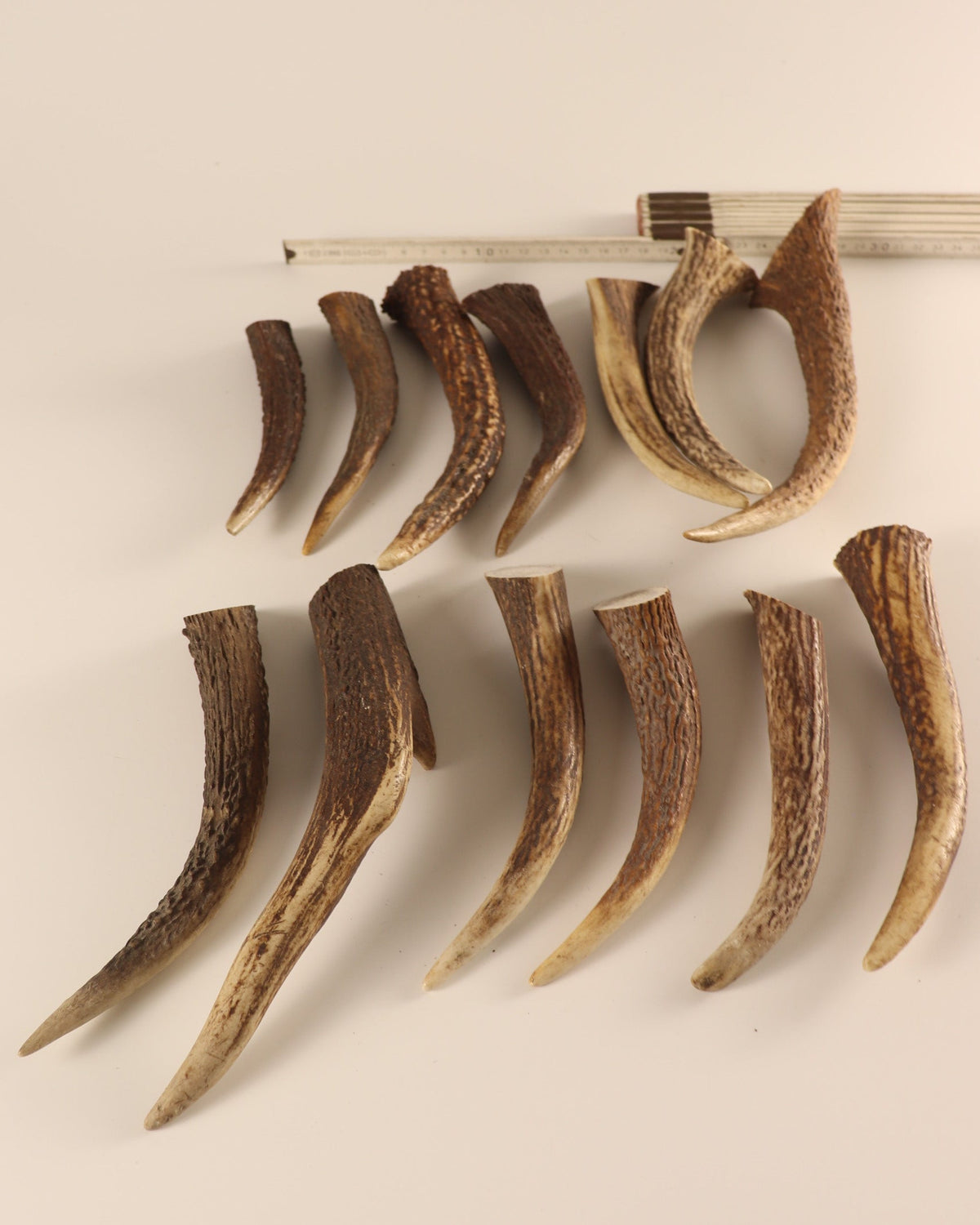 Geweih  Hornspitzen