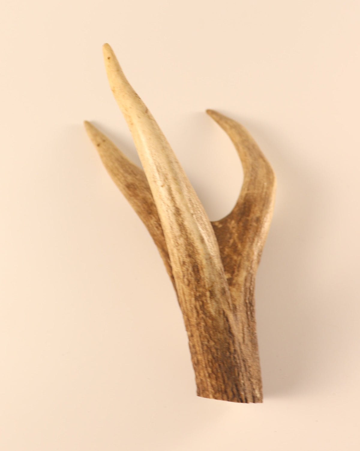Geweih Hirschkrone