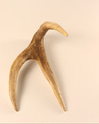 Geweih Hirschkrone