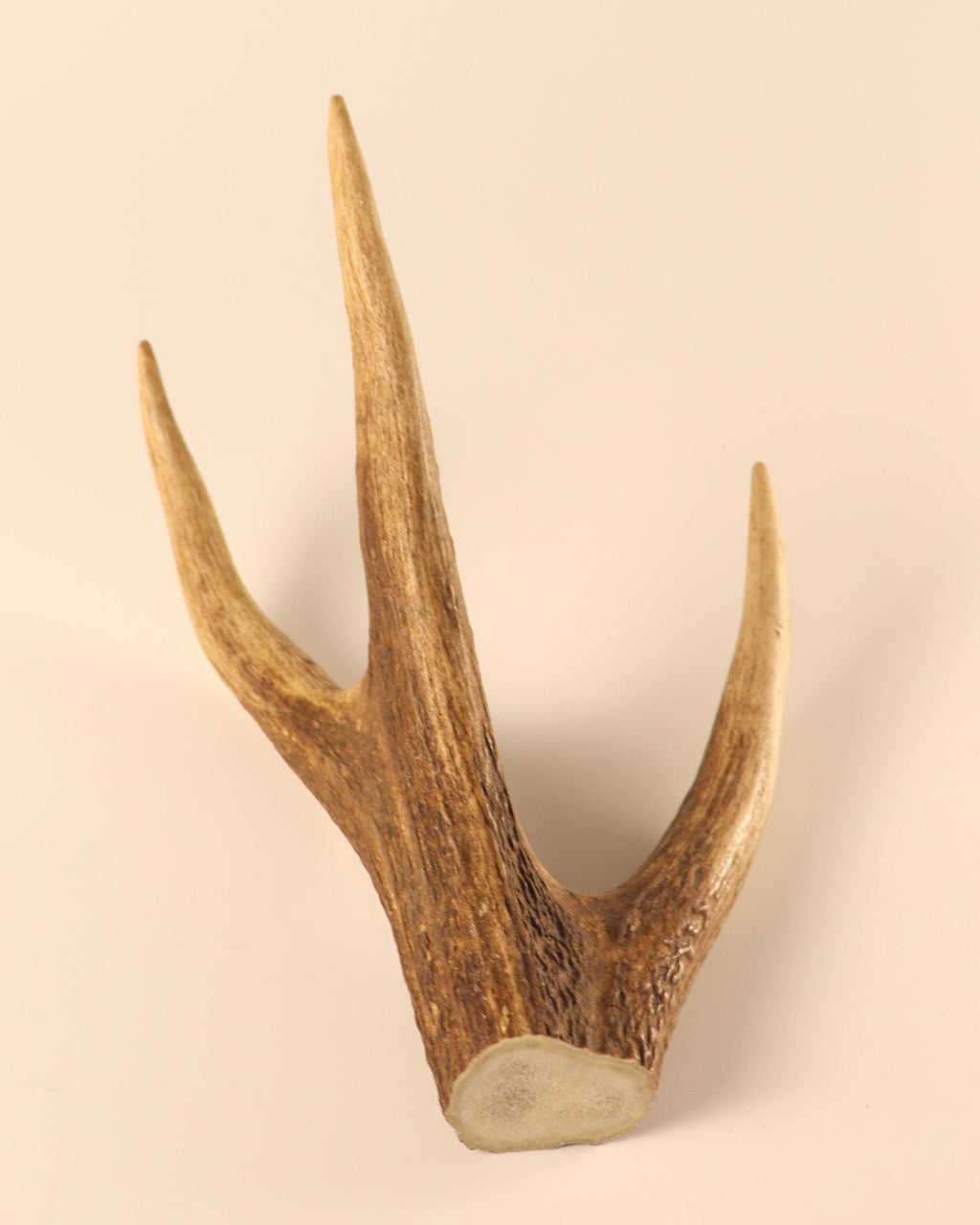 Geweih Hirschkrone
