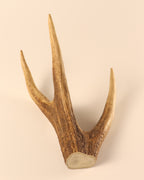 Geweih Hirschkrone