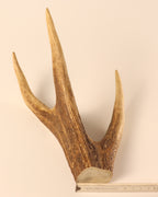 Geweih Hirschkrone