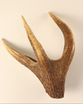 Geweih Hirschkrone