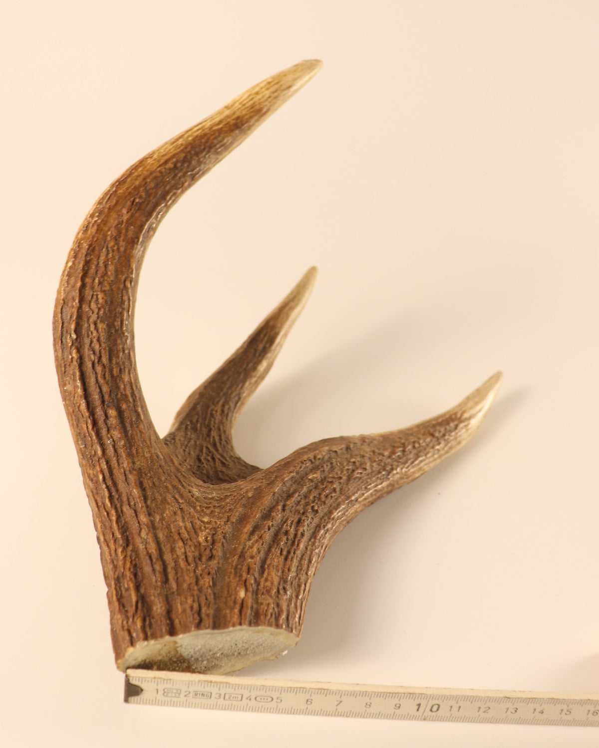 Geweih Hirschkrone