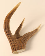 Geweih Hirschkrone