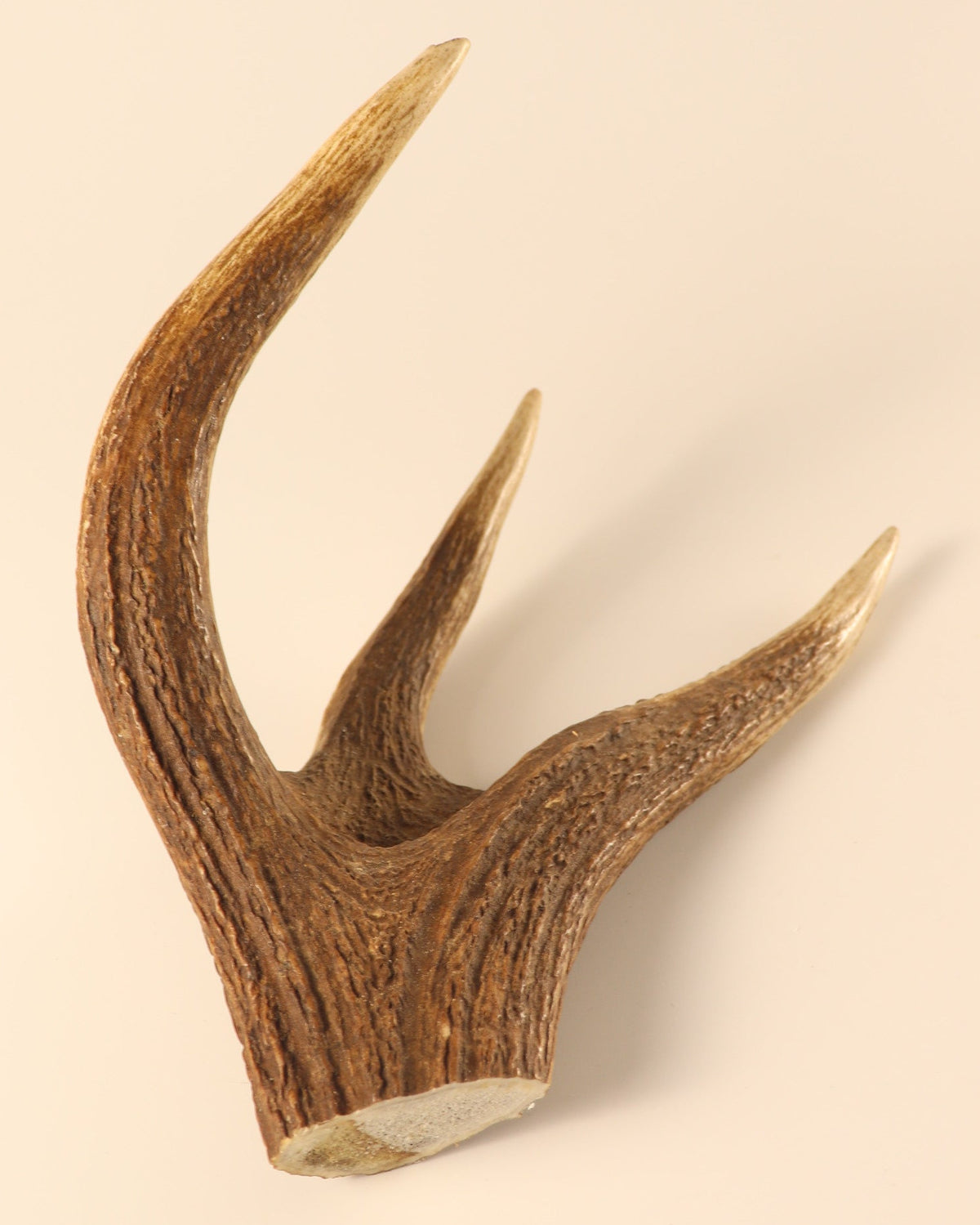 Geweih Hirschkrone