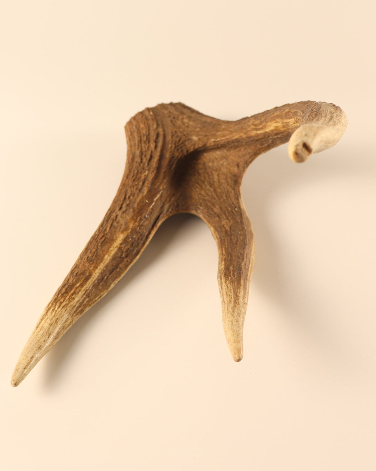 Geweih Hirschkrone