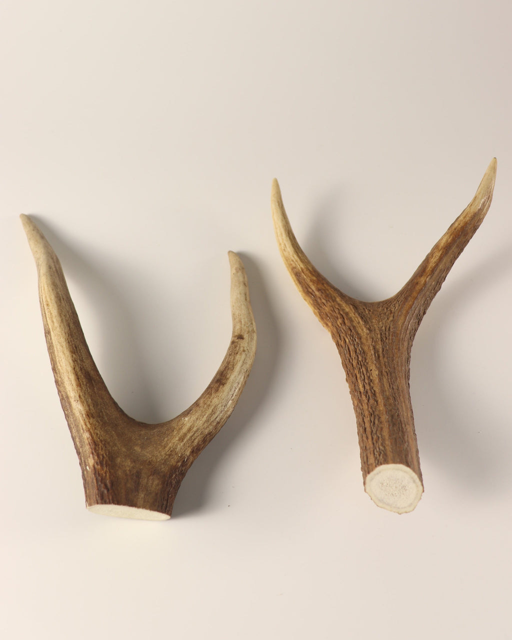 Geweih Hirschkronen