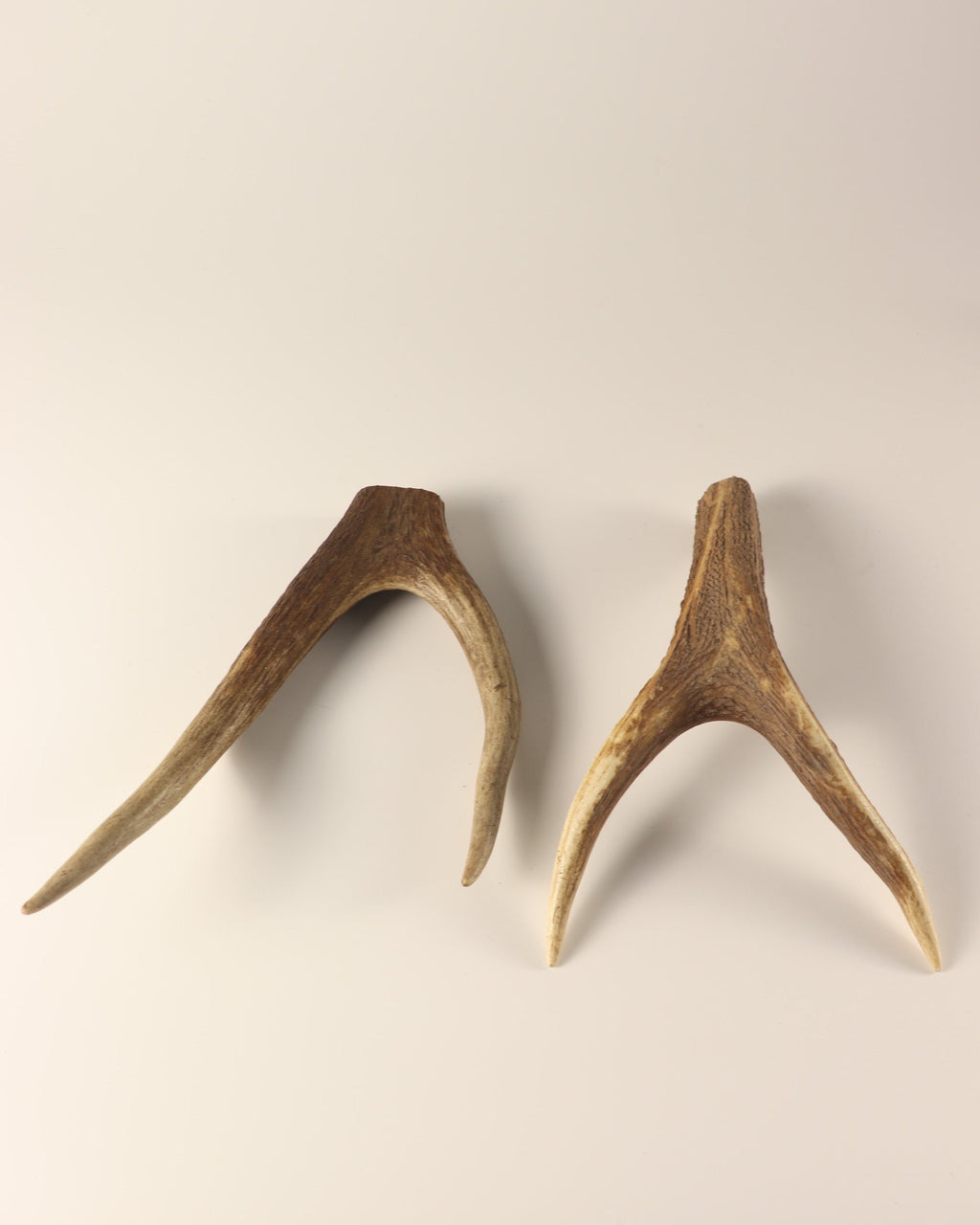 Geweih Hirschkronen