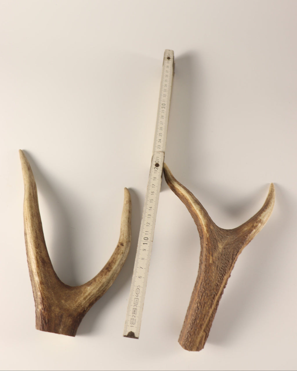 Geweih Hirschkronen