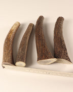 Geweih 4 Hornstücke Geweihstücke