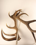 Geweih Hirschhorn Paar