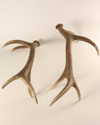 Geweih Hirschhorn Abwurfstangen
