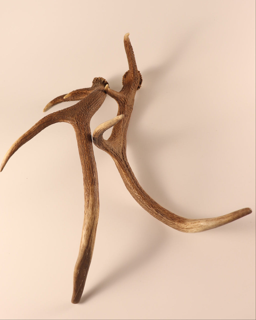 Geweih Hirschhorn Abwurfstangen