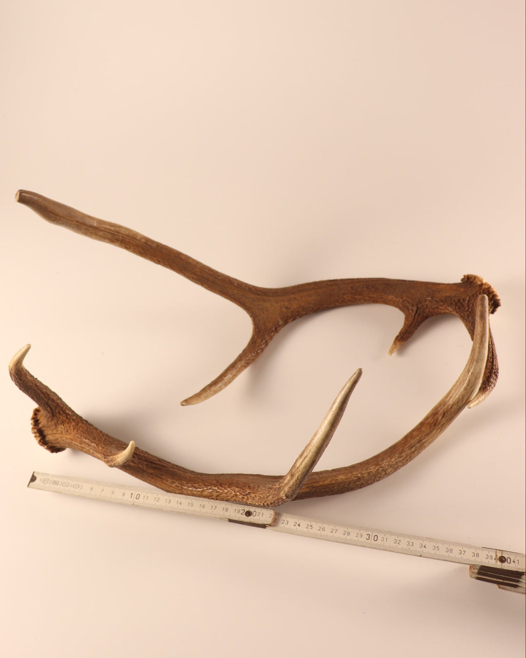 Geweih Hirschhorn Abwurfstangen