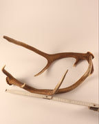 Geweih Hirschhorn Abwurfstangen