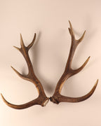 Geweih Hirschhorn Abwurfstangen