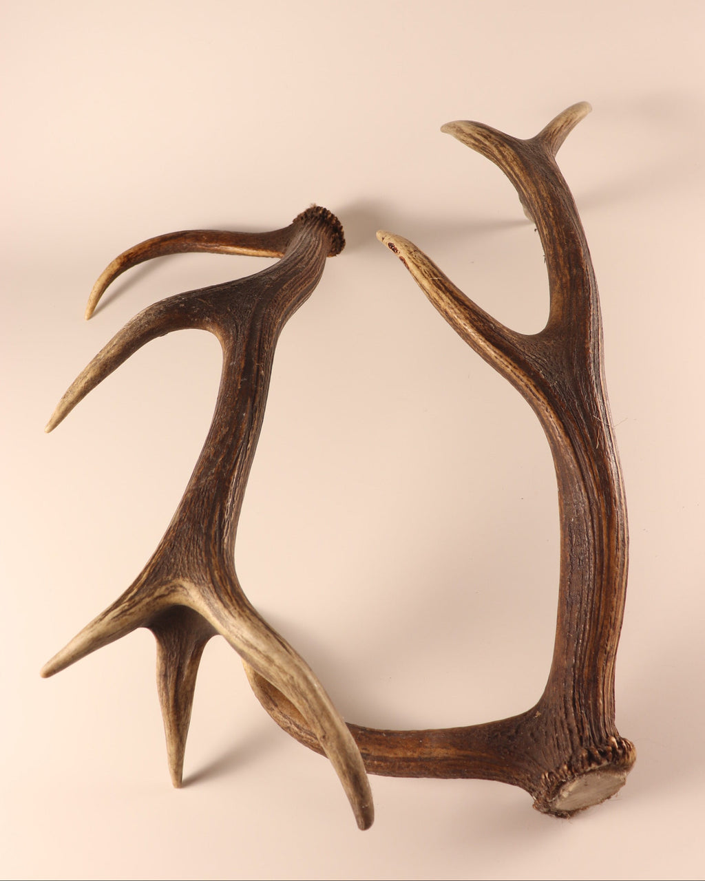 Geweih Hirschhorn Abwurfstangen