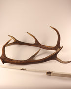 Geweih Hirschhorn Abwurfstangen