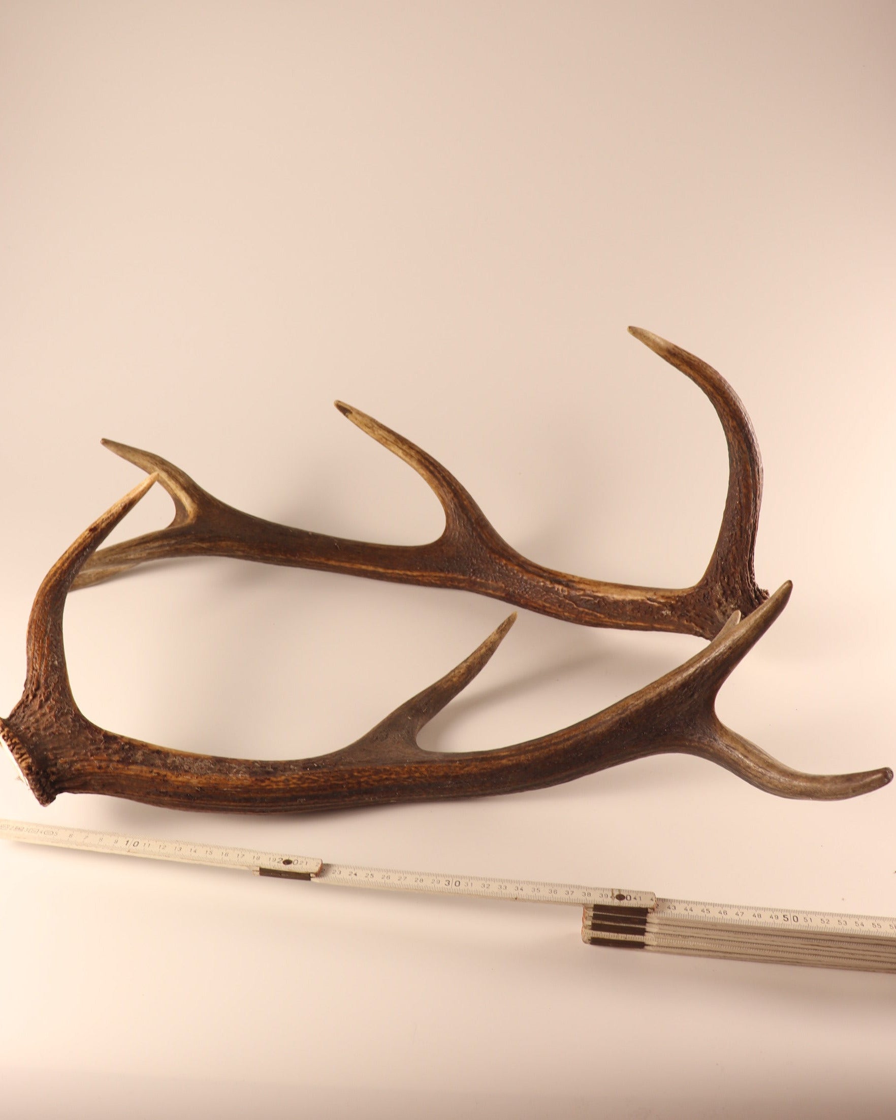 Geweih Hirschhorn Abwurfstangen