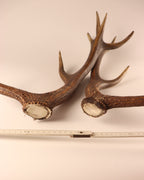 Geweih Hirschhorn Abwurfstangen