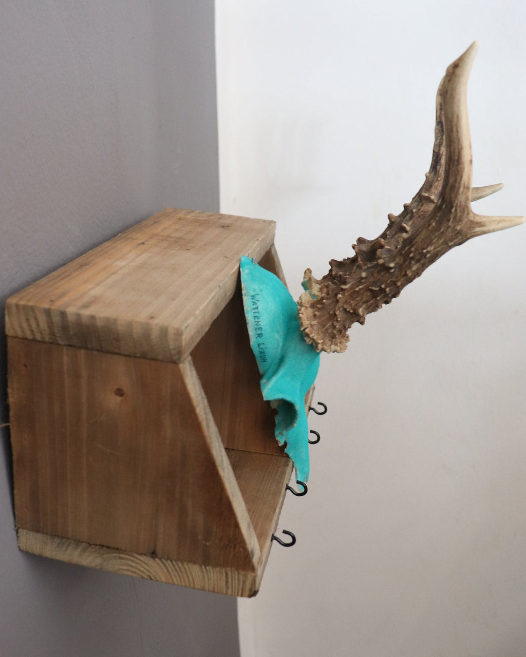 Geweih Rehbock mit Schlüsselkästchen