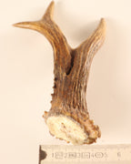 Geweih Reh-Abwurfstange