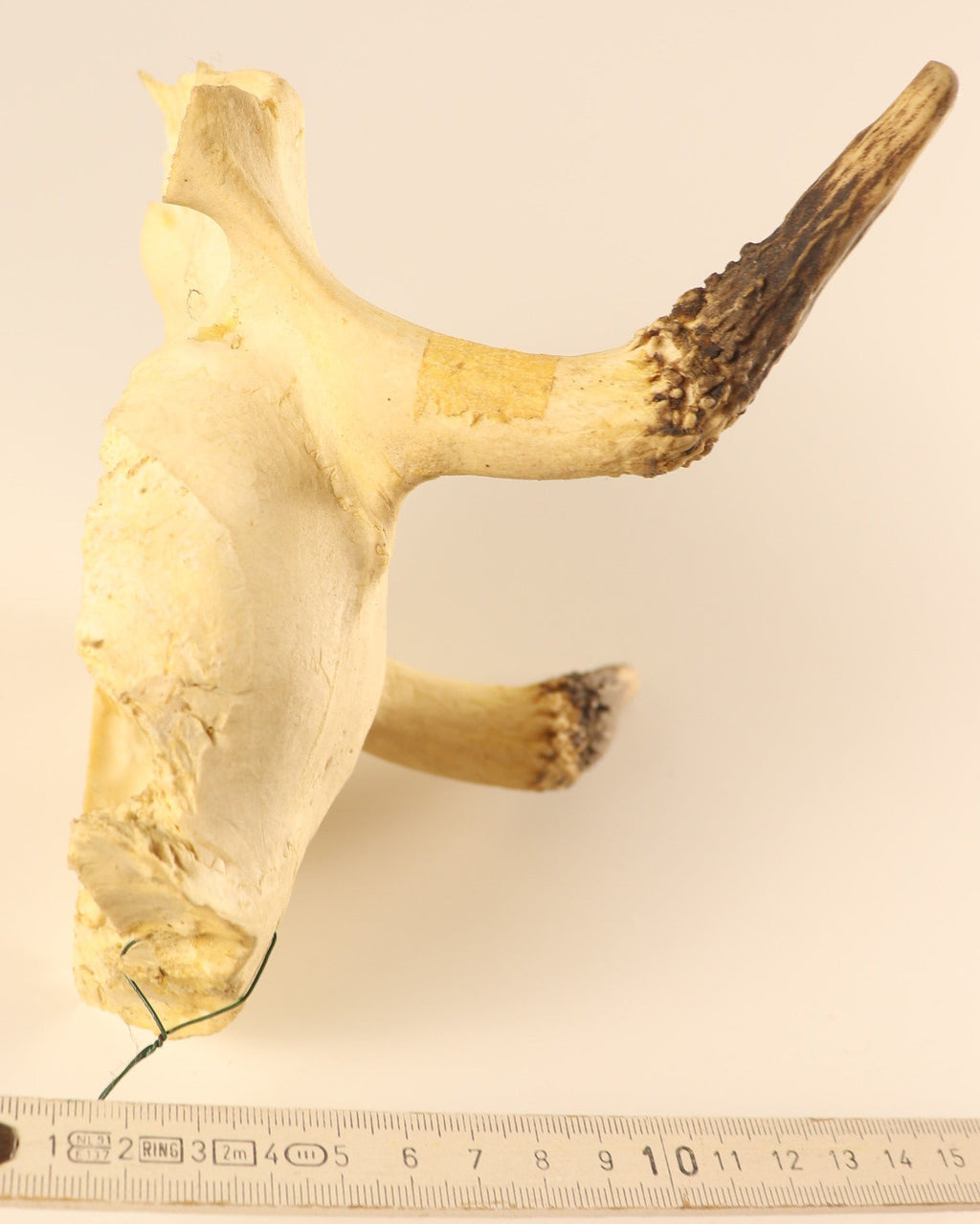 Geweih Hirsch Spießer