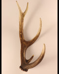 Geweih Hirschhorn Abwurfstange
