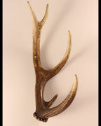 Geweih Hirschhorn Abwurfstange