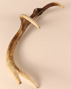 Geweih Hirschhorn Abwurfstange