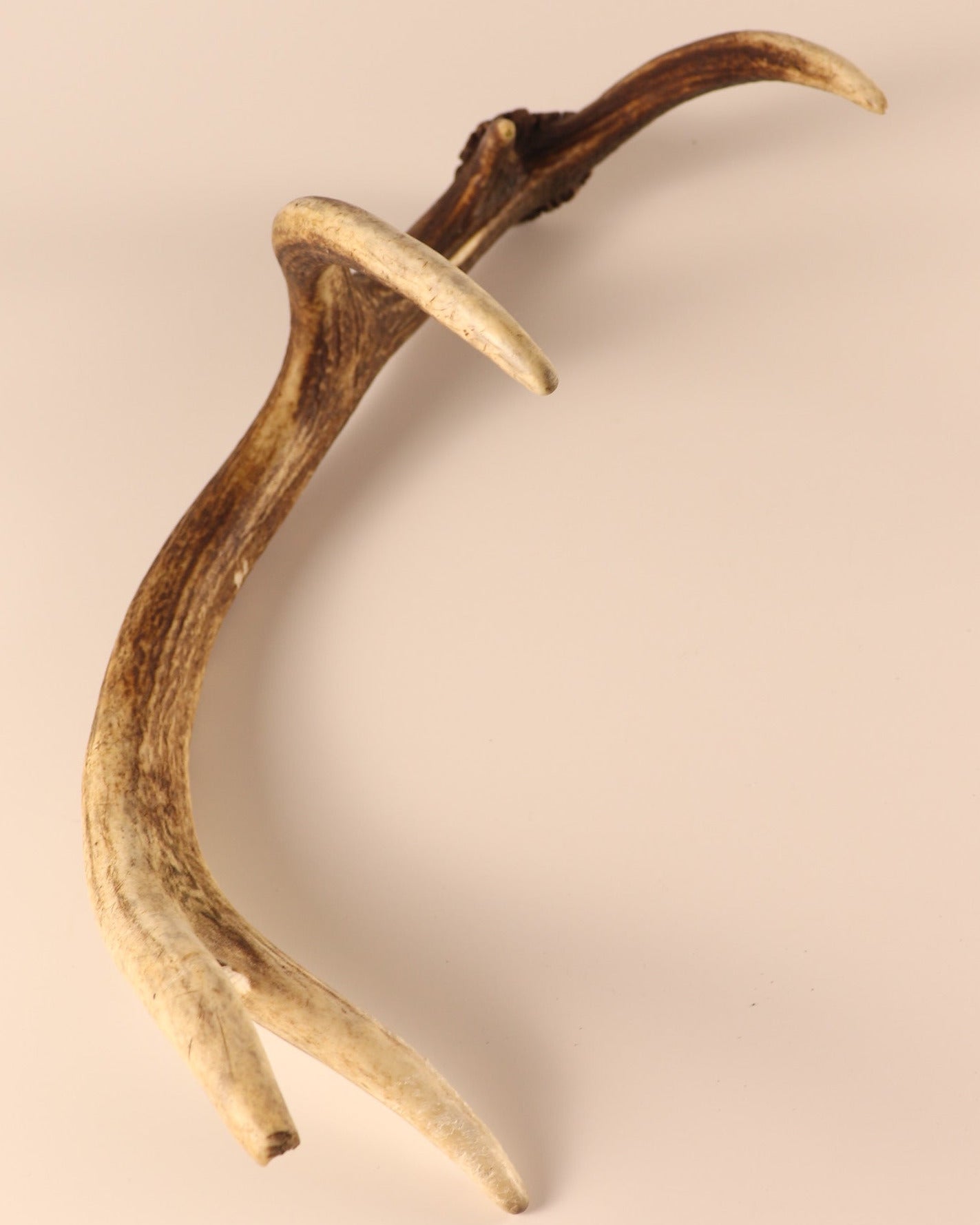 Geweih Hirschhorn Abwurfstange