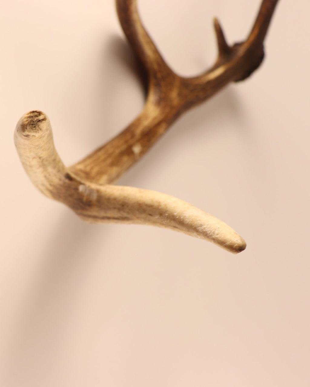 Geweih Hirschhorn Abwurfstange