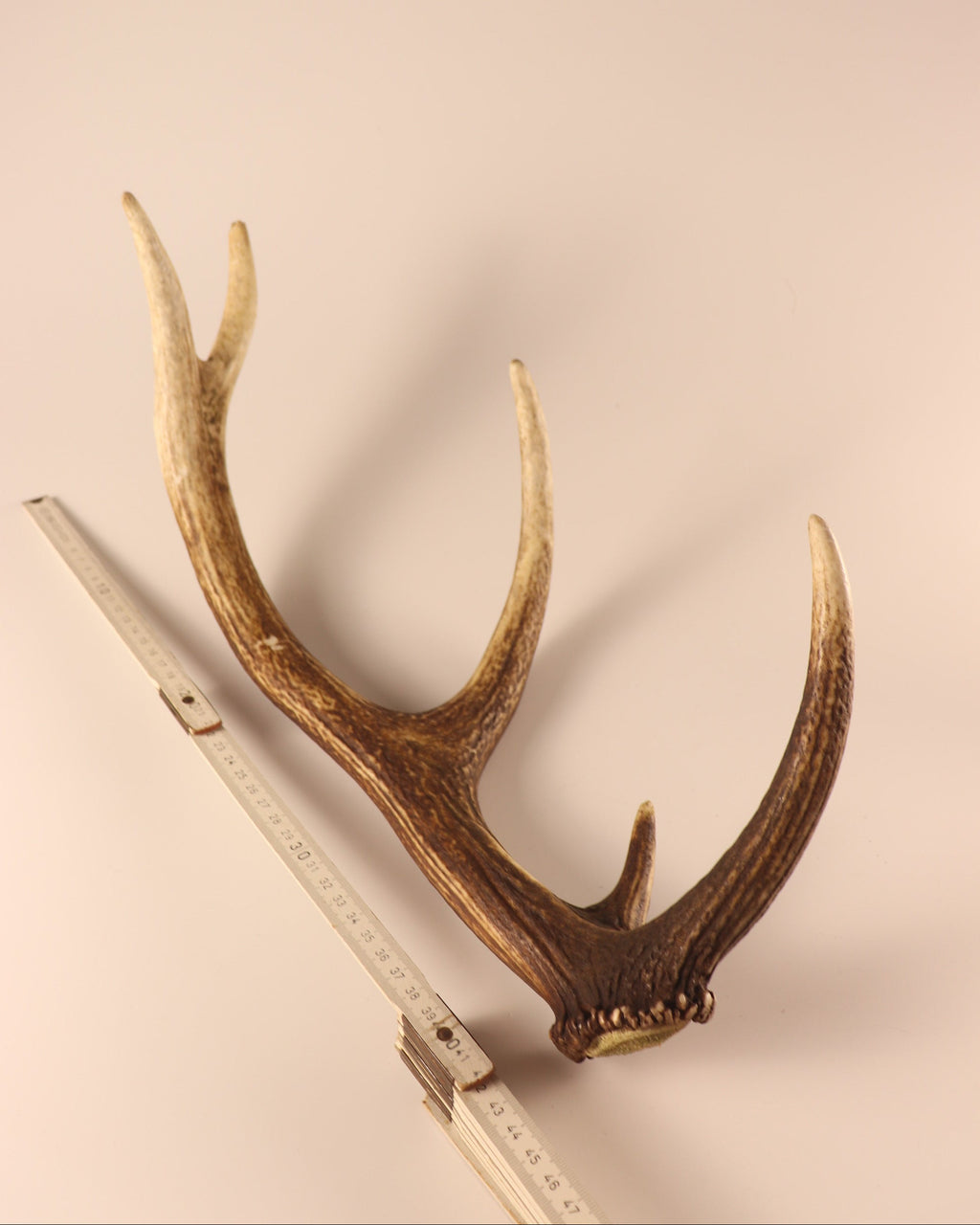 Geweih Hirschhorn Abwurfstange