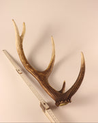Geweih Hirschhorn Abwurfstange
