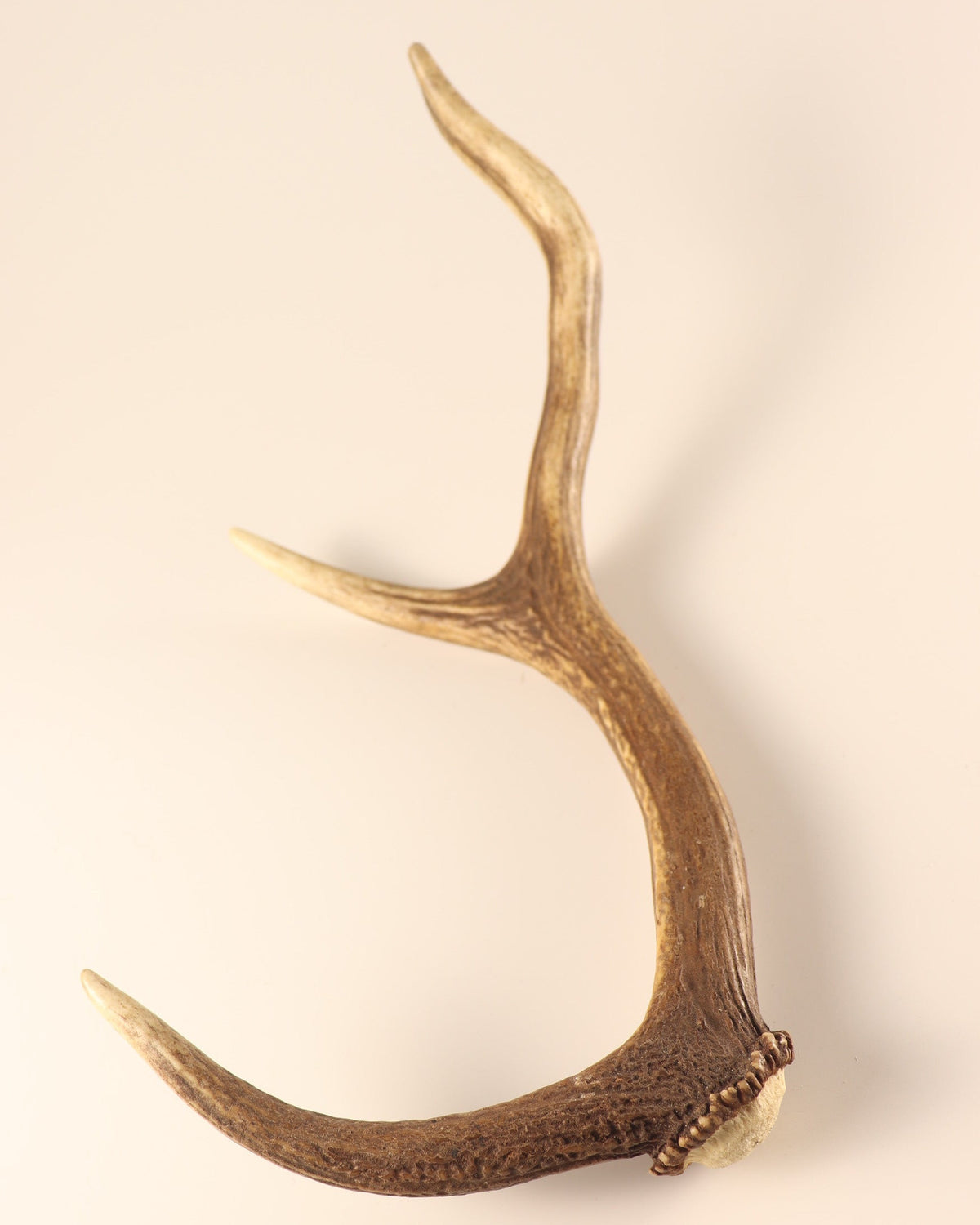Geweih Hirschhorn Abwurfstange