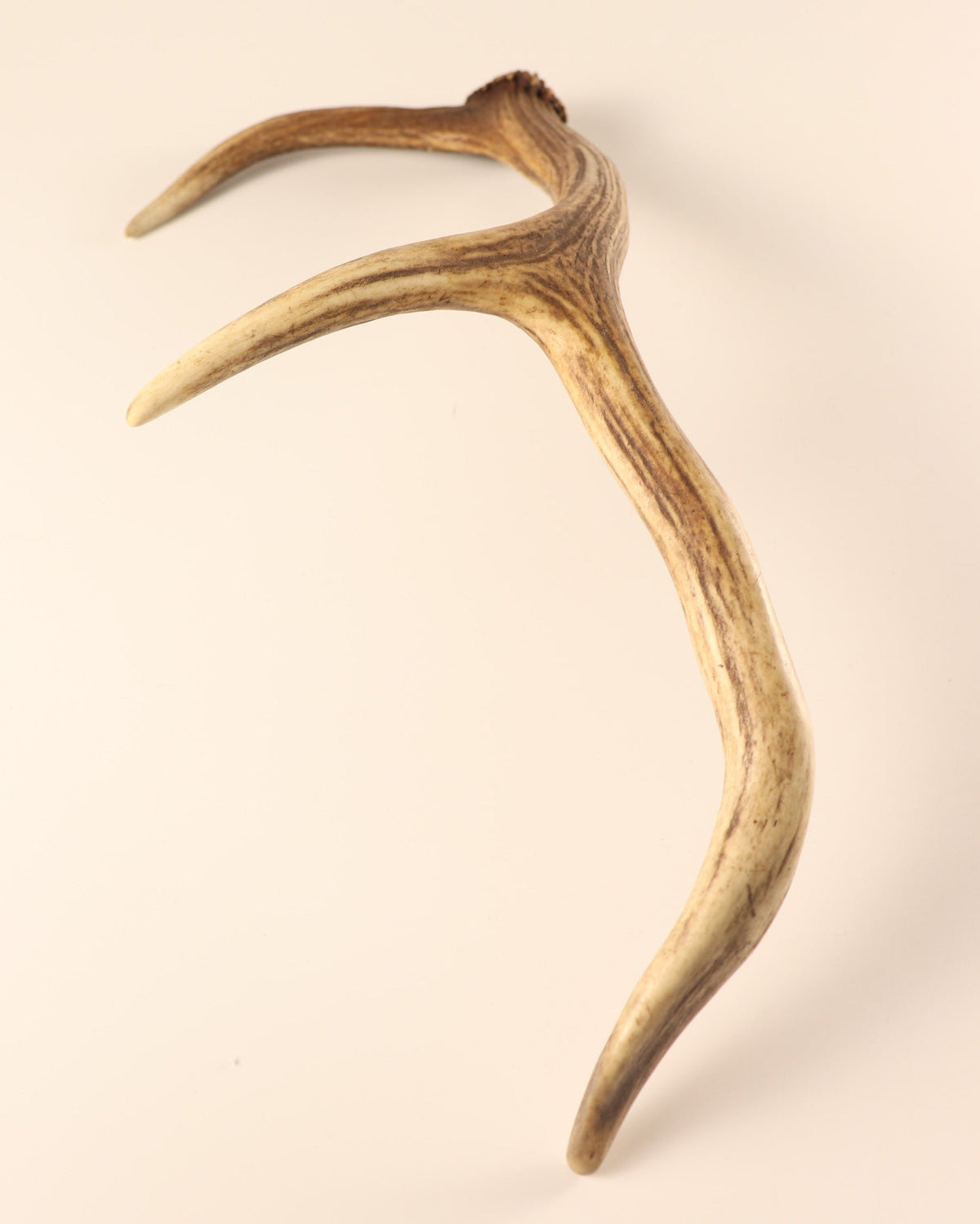 Geweih Hirschhorn Abwurfstange