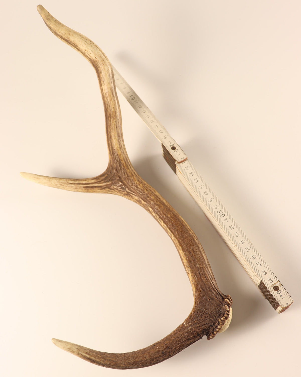 Geweih Hirschhorn Abwurfstange