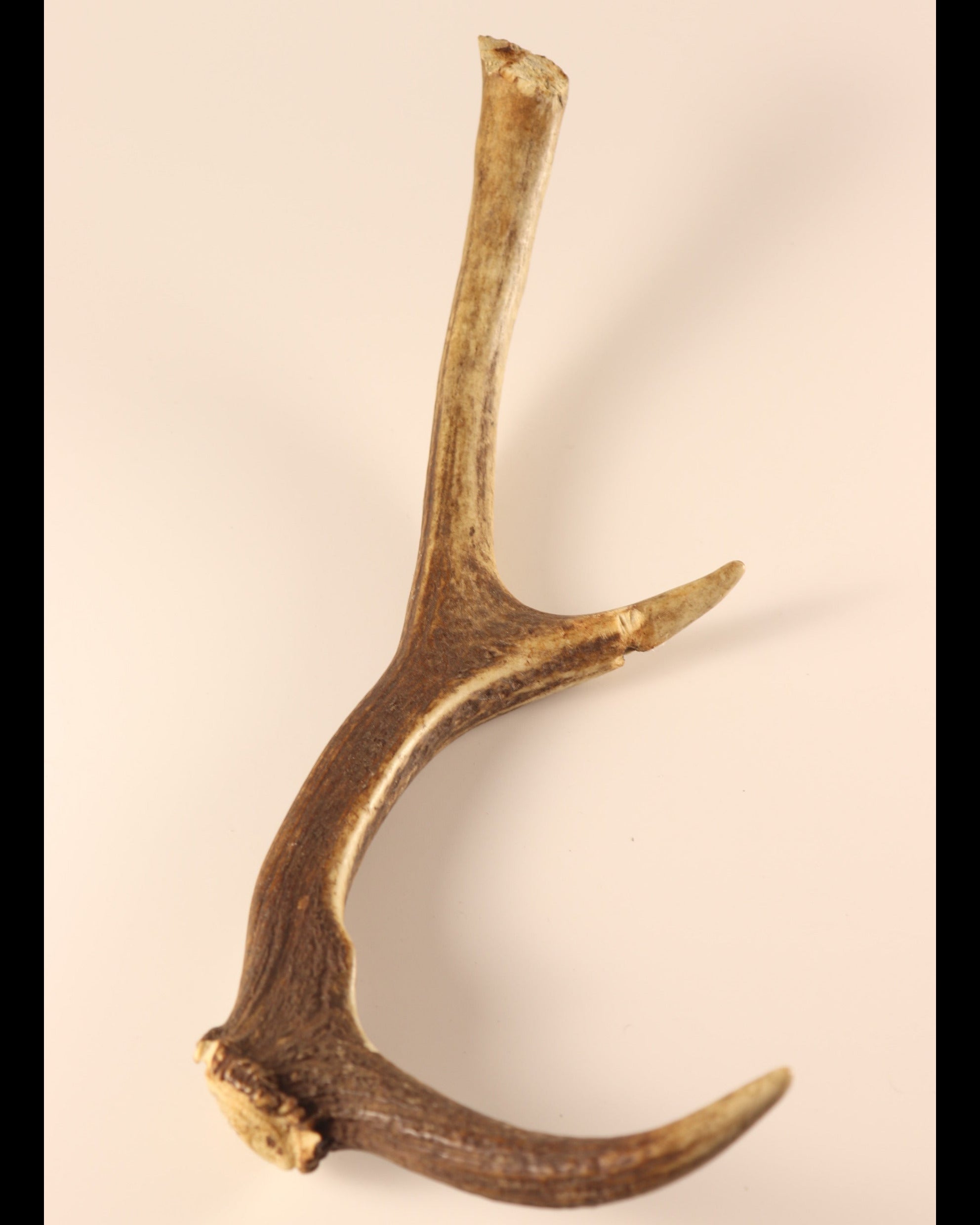 Geweih Hirschhorn Abwurfstange
