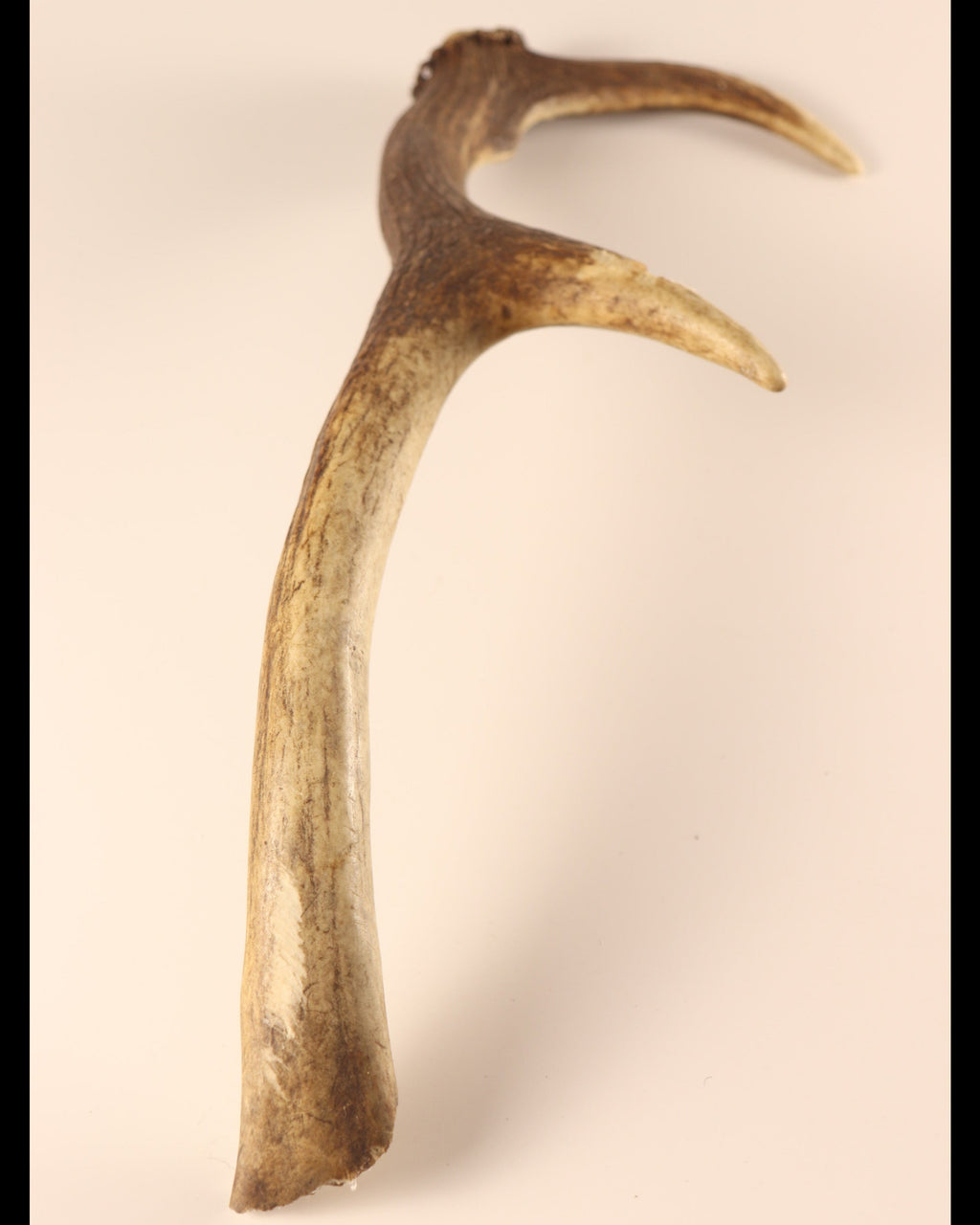 Geweih Hirschhorn Abwurfstange