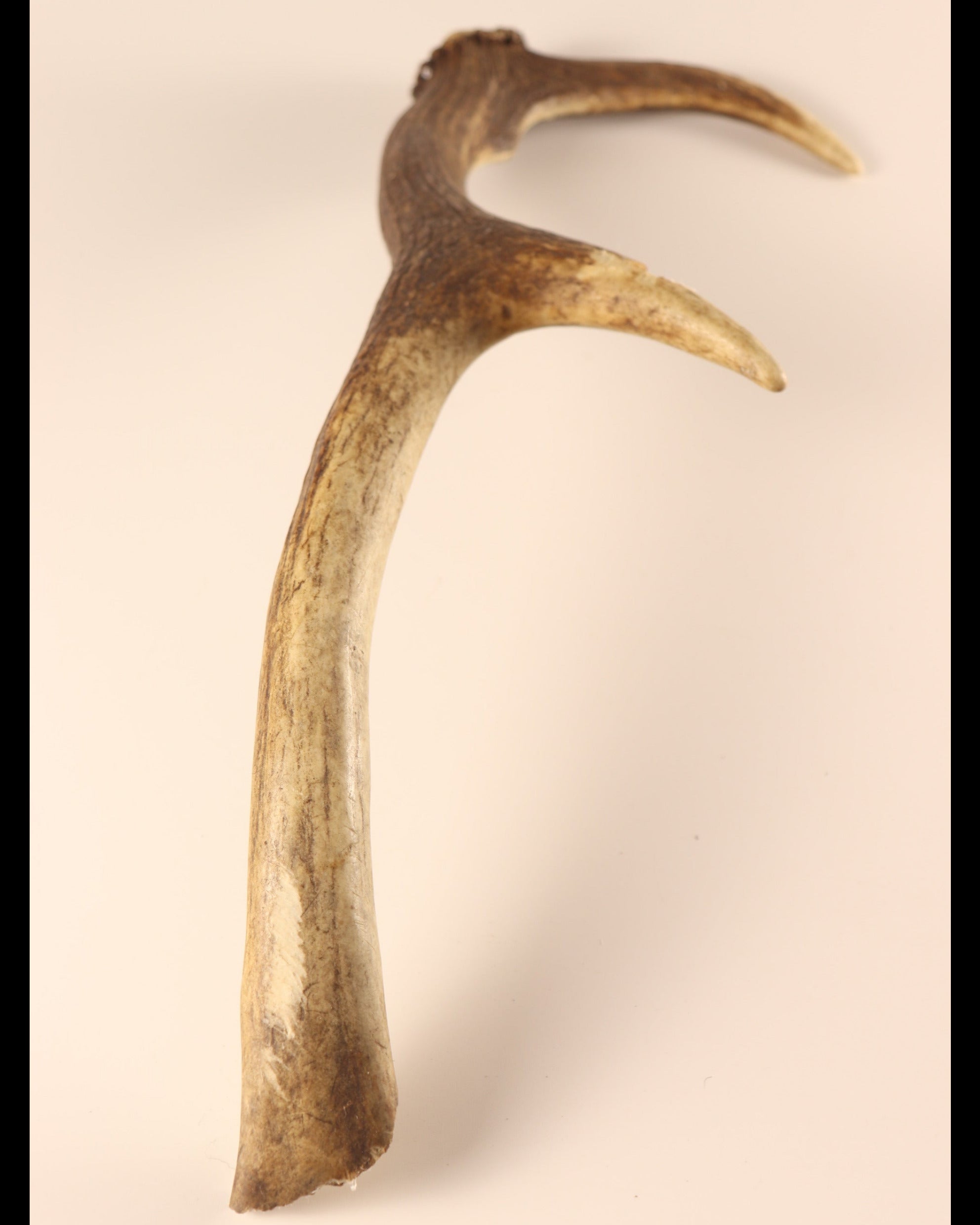 Geweih Hirschhorn Abwurfstange