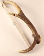 Geweih Hirschhorn Abwurfstange