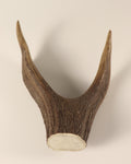 Geweih Hirschkrone