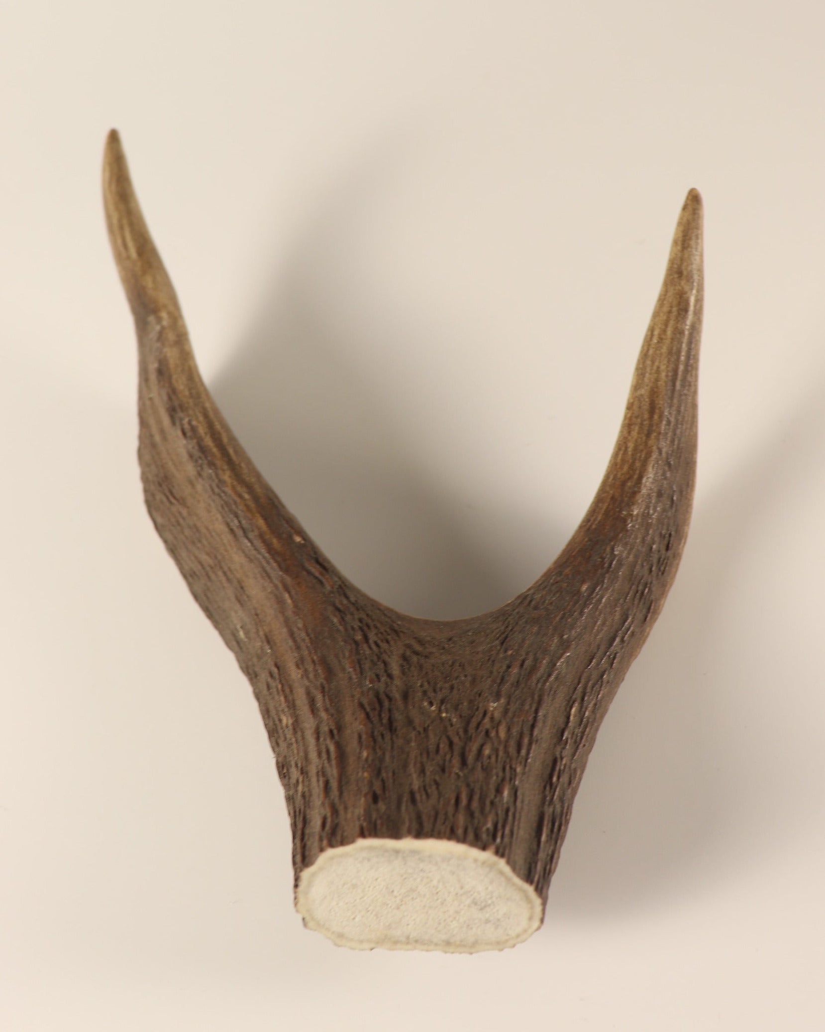 Geweih Hirschkrone