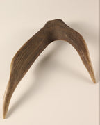Geweih Hirschkrone
