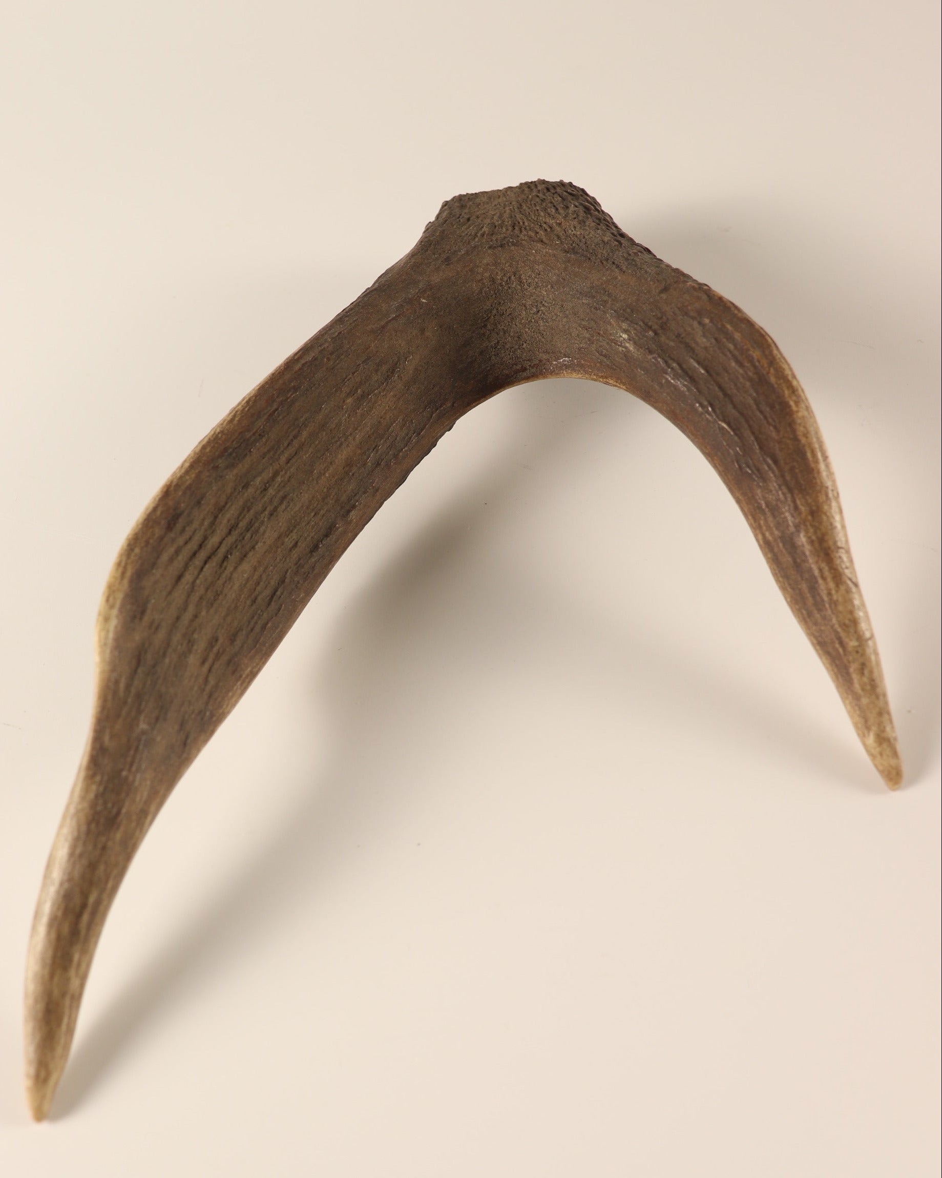 Geweih Hirschkrone