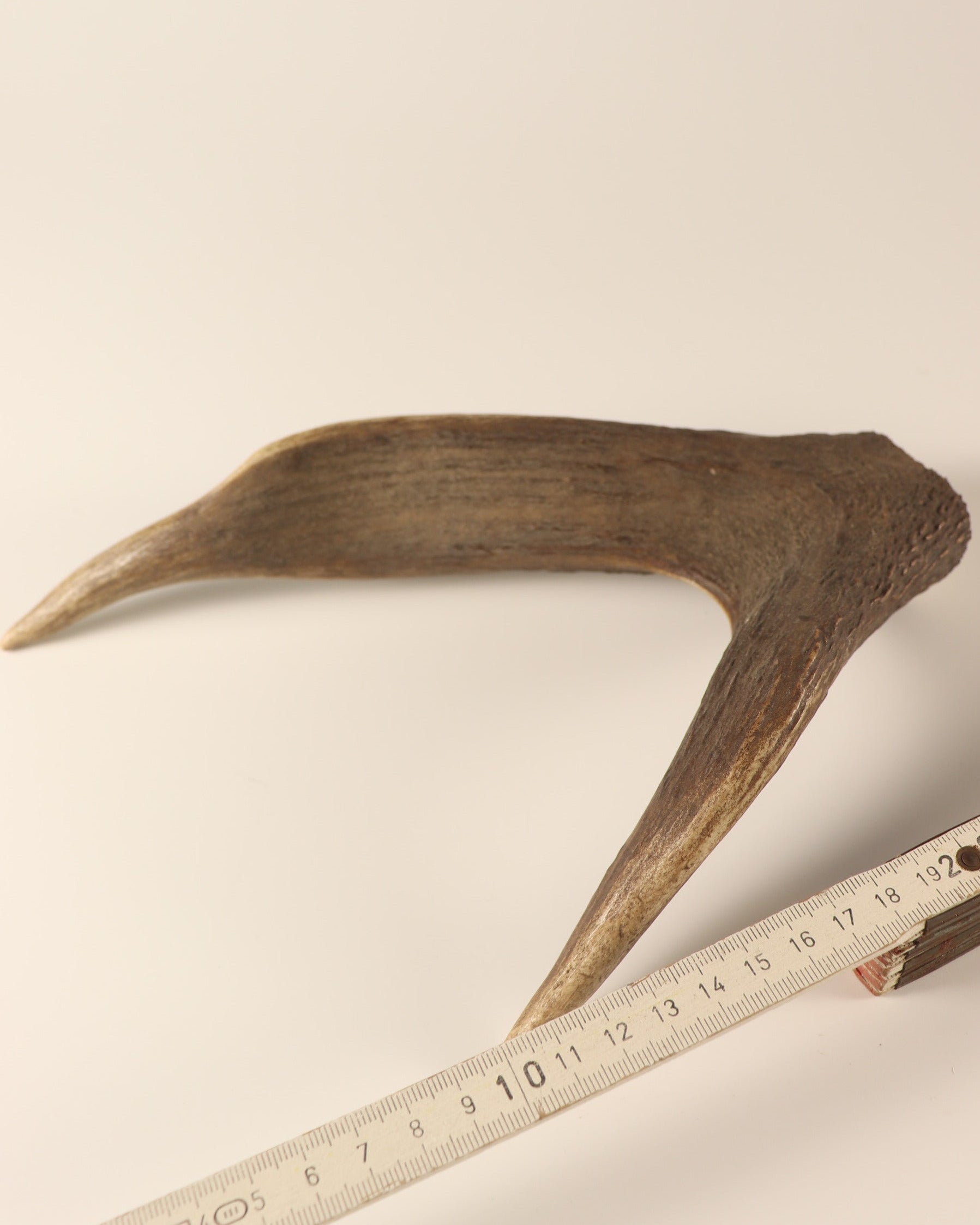 Geweih Hirschkrone